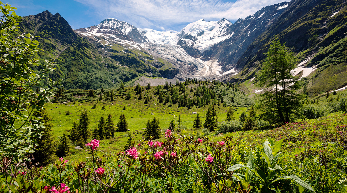 Wild flowers on sunny mountainside with snowcapped peaks in the distance